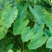 Alocasia colocasia