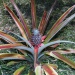 Ananas comosus