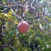 Annona reticulata