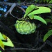 Annona squamosa Annona squamosa