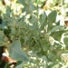 Atriplex jubata