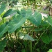 Alocasia macrorrhiza