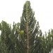 Araucaria muelleri Araucaria muelleri