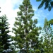 Araucaria columnaris