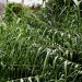 Arundo donax Arundo donax