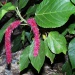 Acalypha hispida Acalypha hispida