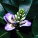 Acanthus ilicifolius