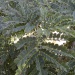 Albizzia guillainii