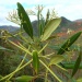 Alstonia coriacea