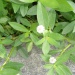 Alternanthera sessilis