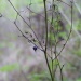 Astellia neocaledonica