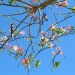 Bauhinia variegata