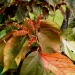 Acalypha wilkesiana Acalypha wilkesiana