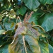Acalypha wilkesiana Acalypha wilkesiana