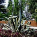 Agave americana