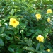 Allamanda cathartica