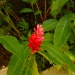 Alpinia purpurea