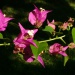 Bougainvillea spectabilis