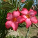 Adenium obesum Adenium obesum