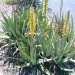 Aloe vera Aloe vera