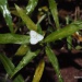 Aneilema neocaledonicum Aneilema neocaledonicum