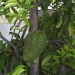 Annona muricata