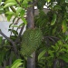 Annona muricata Annona muricata