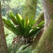 Asplenium nidus