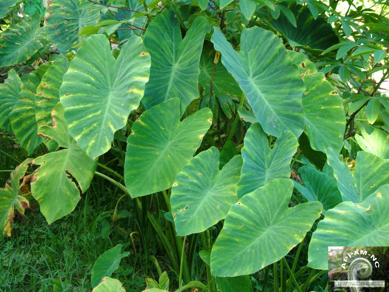 Alocasia colocasia Alocasia colocasia