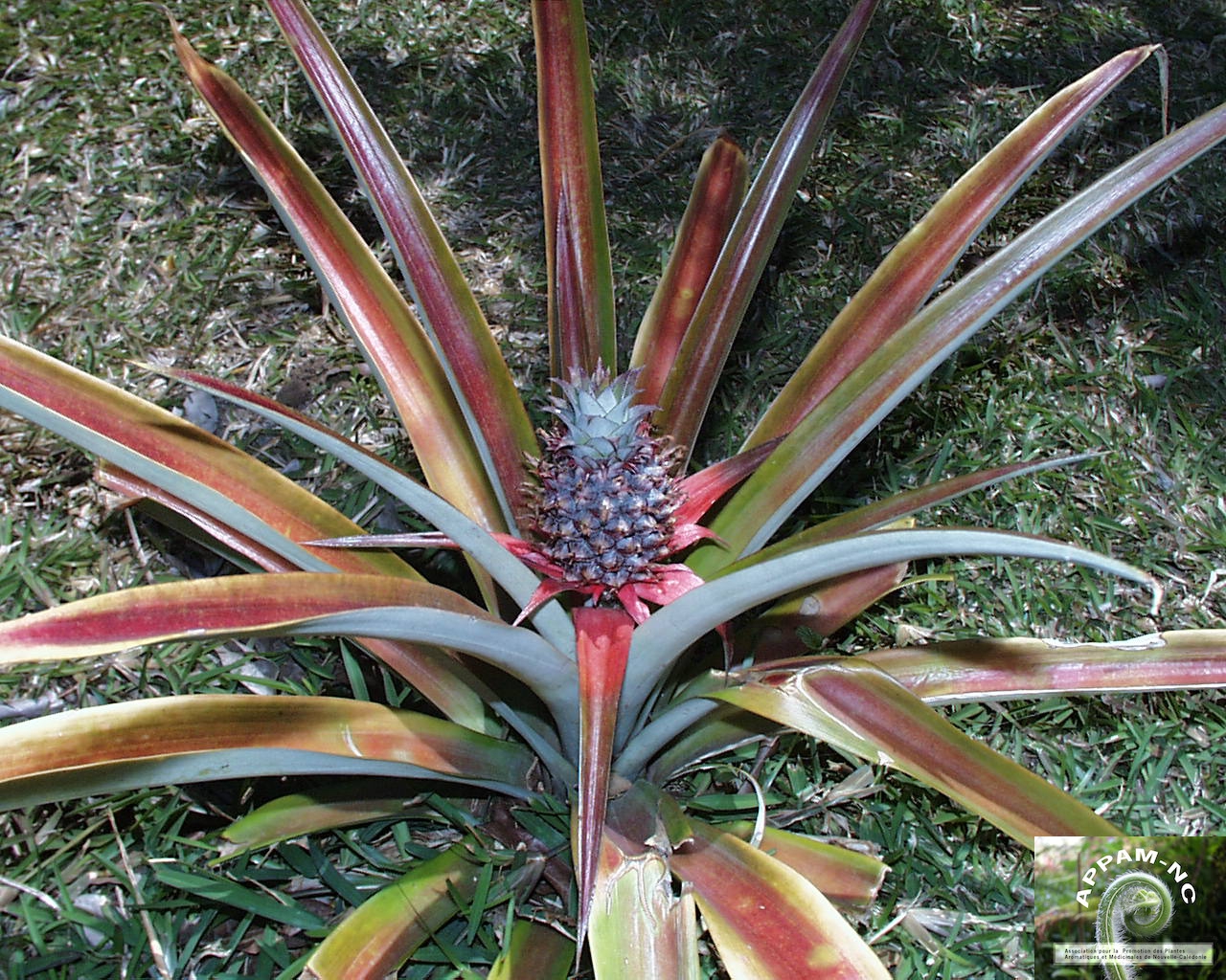 Ananas comosus