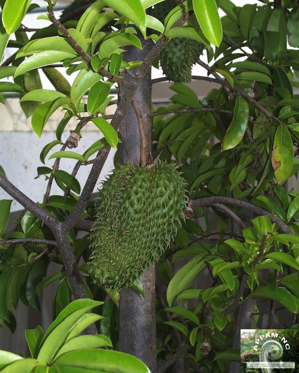 Annona muricata Annona muricata