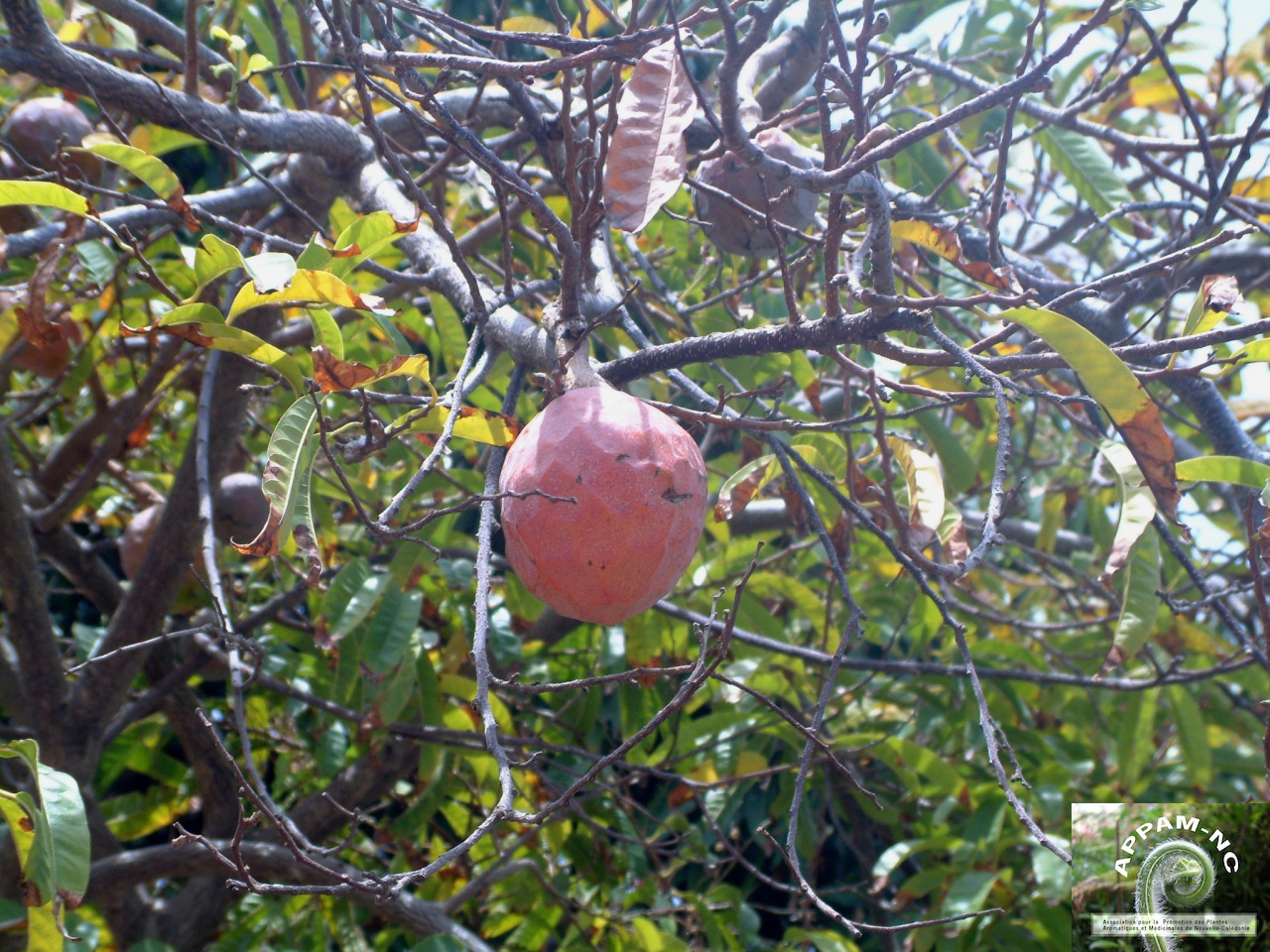 Annona reticulata