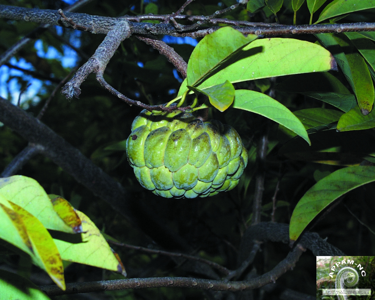 Annona squamosa