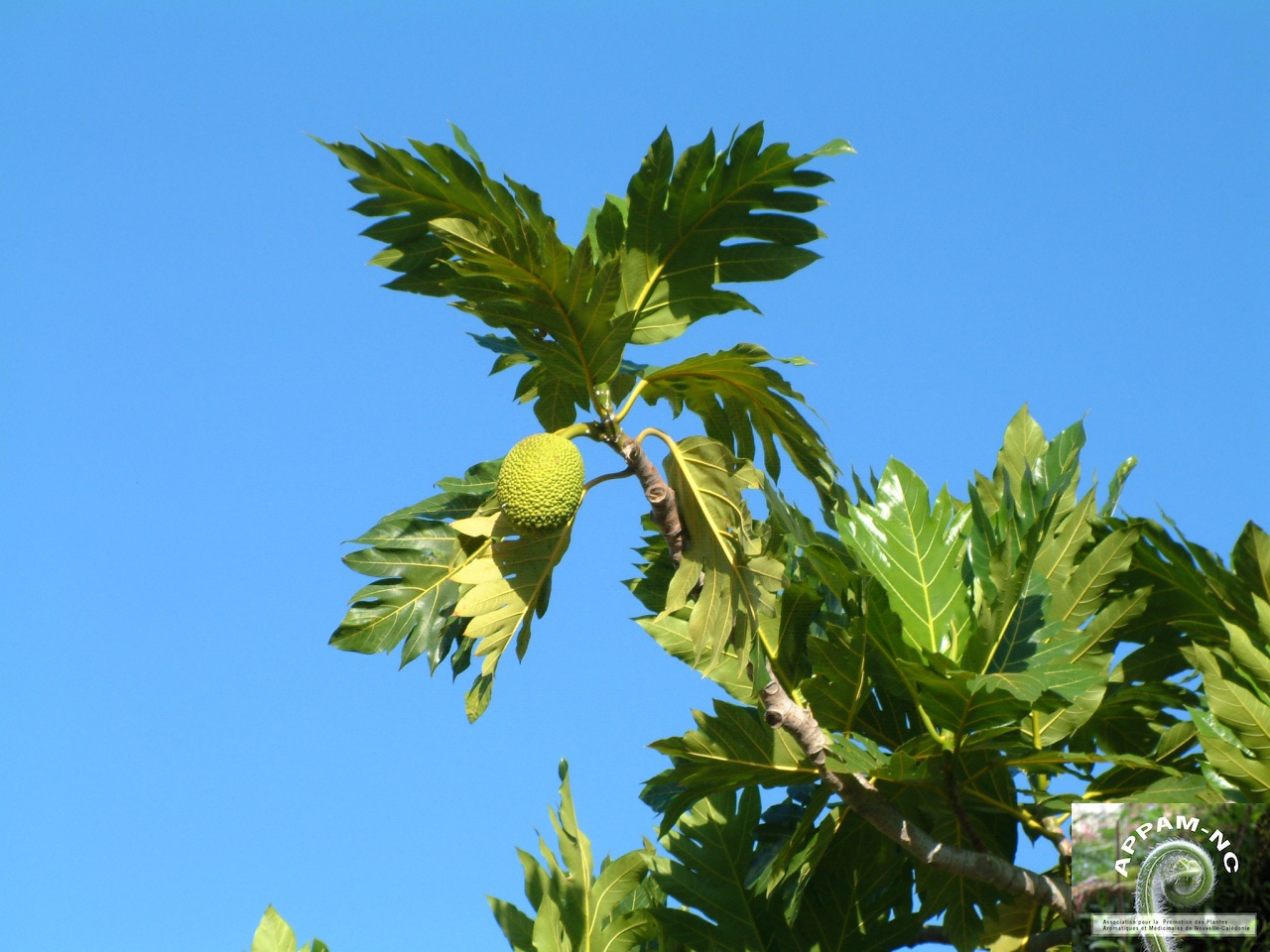 Artocarpus altilis
