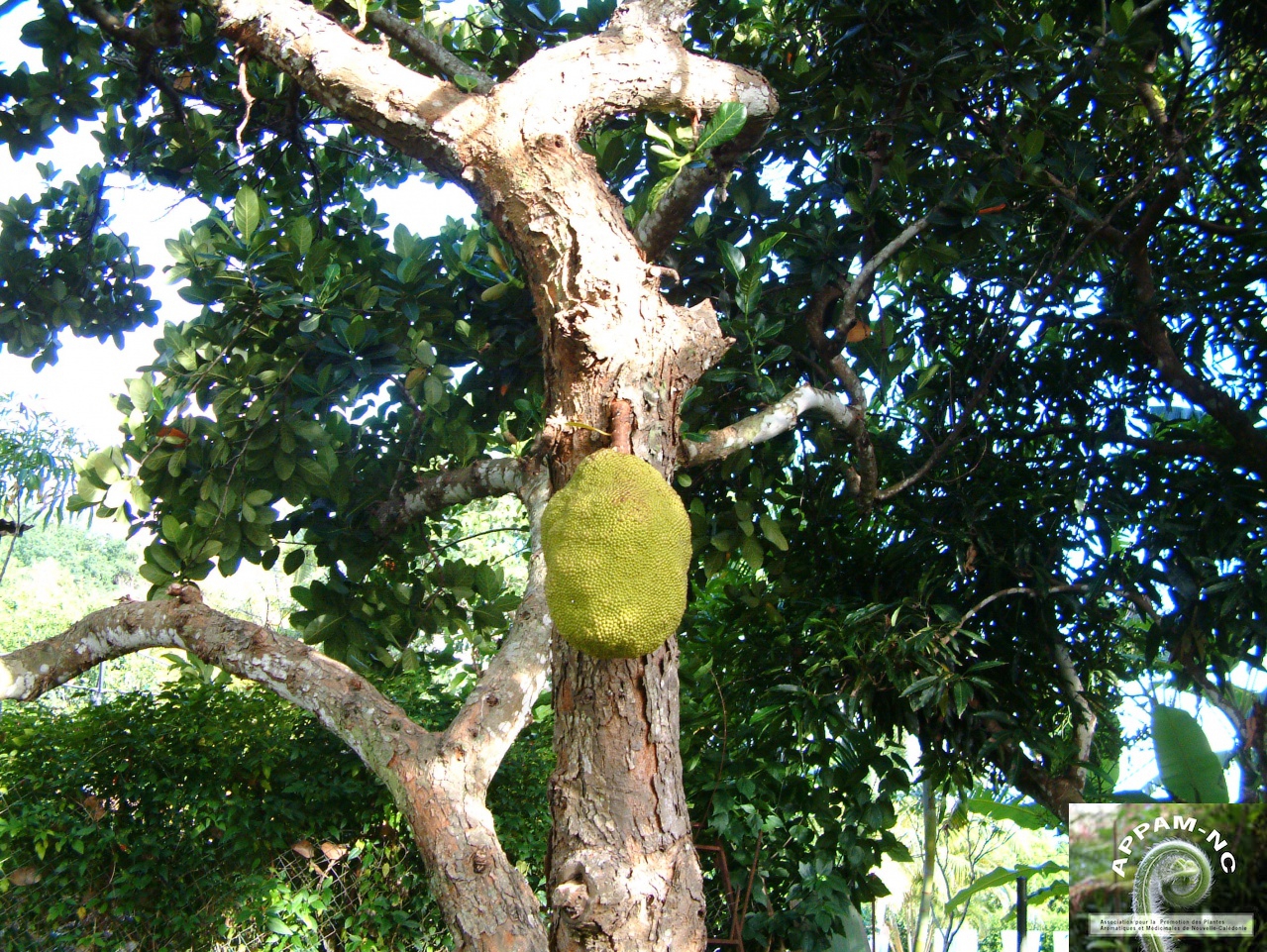 Artocarpus heterophyllus