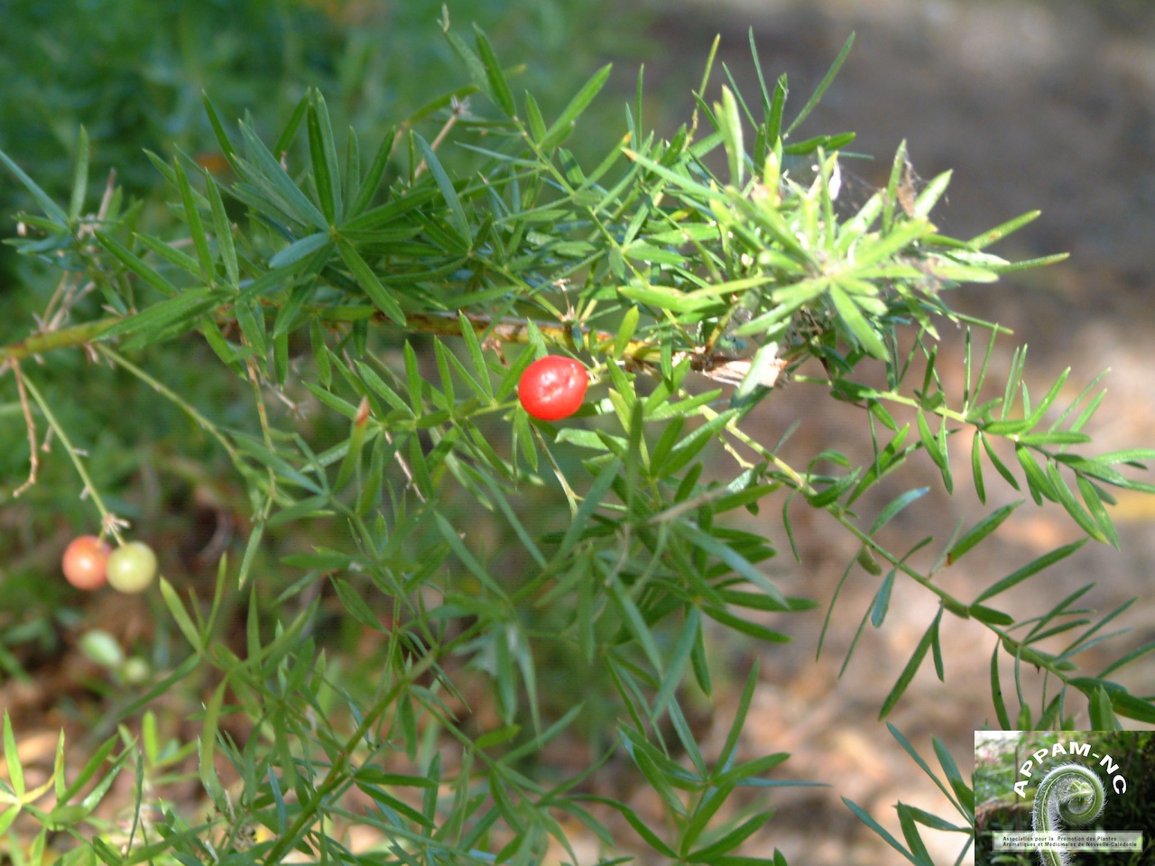 Asparagus densiflorus Asparagus densiflorus
