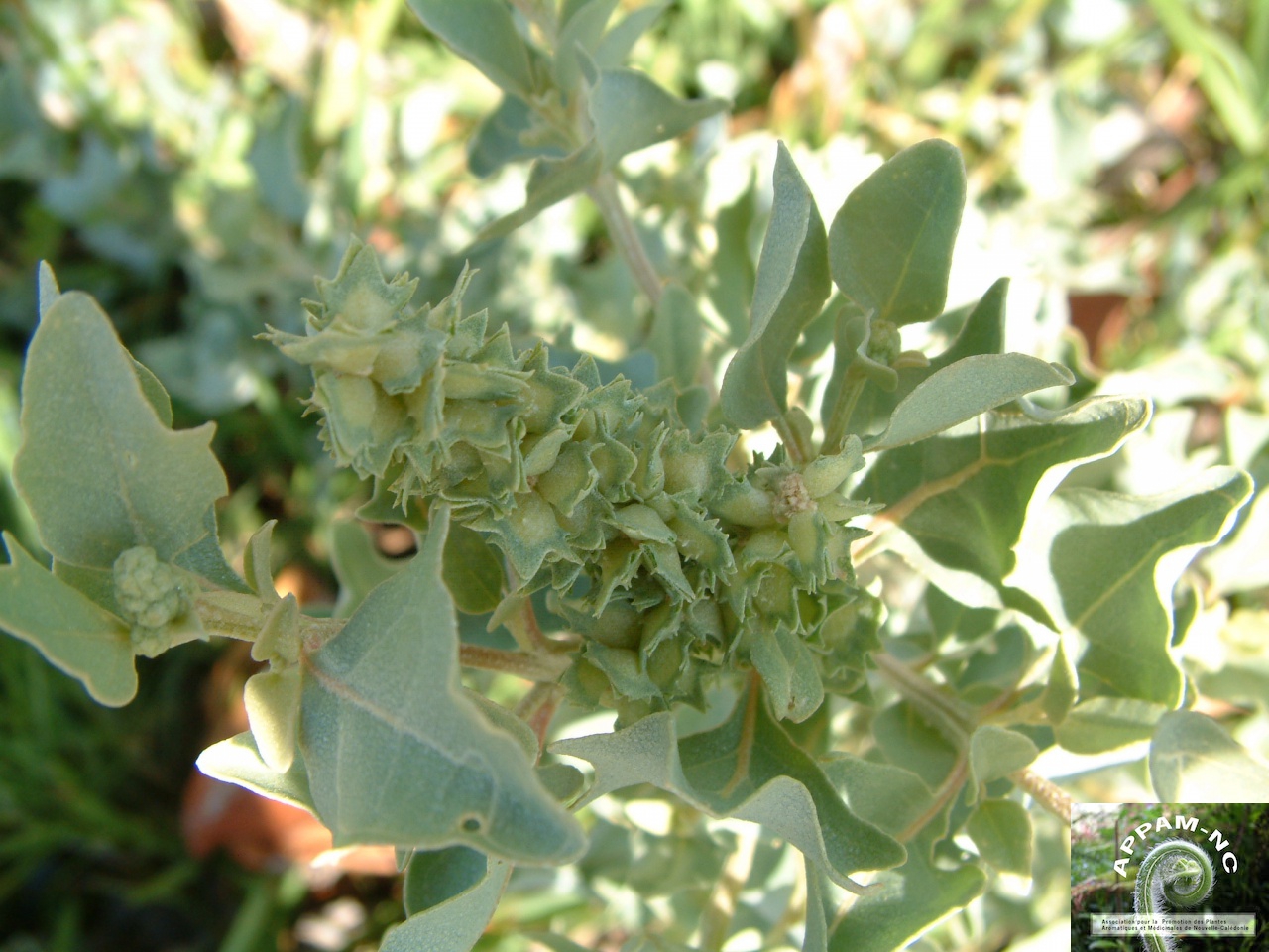 Atriplex jubata