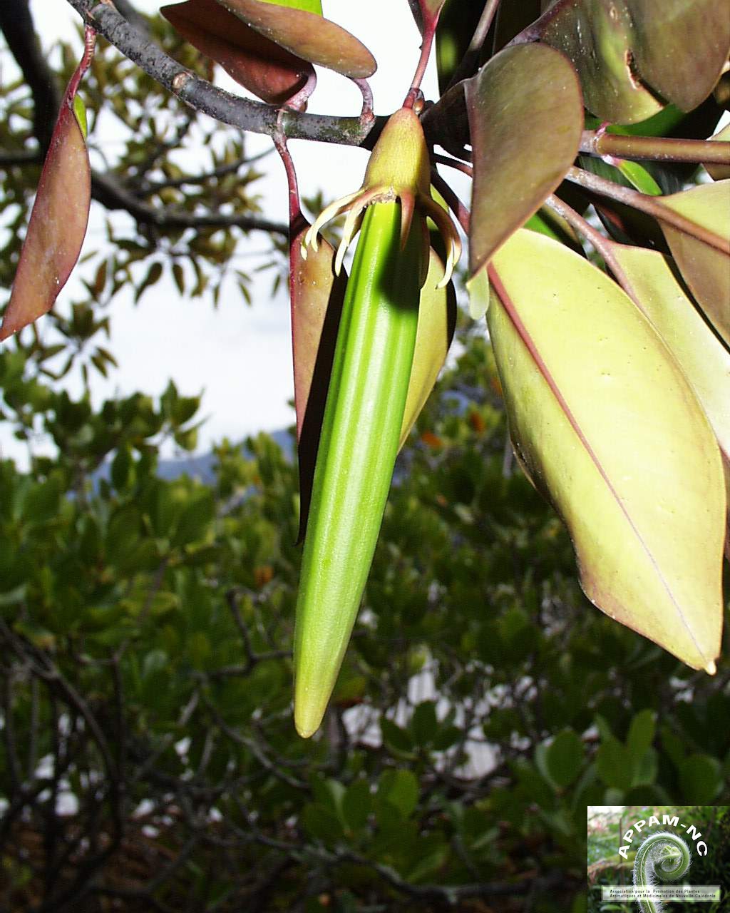 Bruguiera gymnorrhiza Bruguiera gymnorrhiza