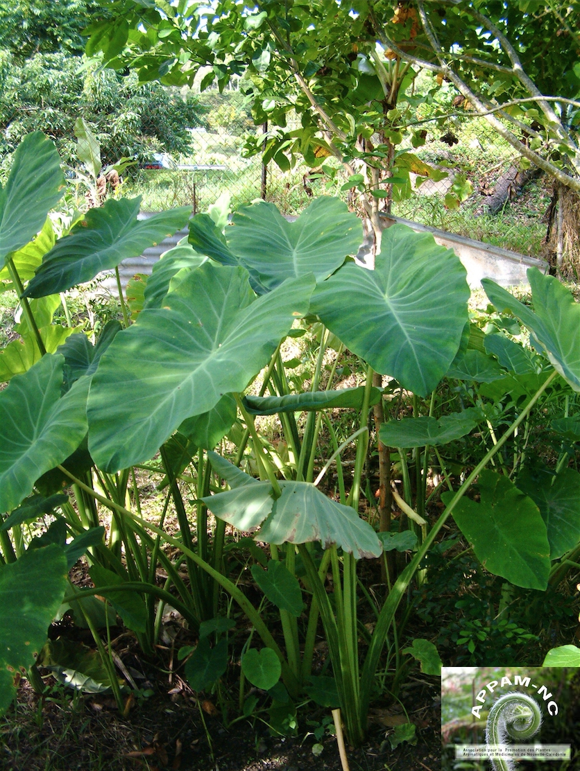 Alocasia macrorrhiza Alocasia macrorrhiza