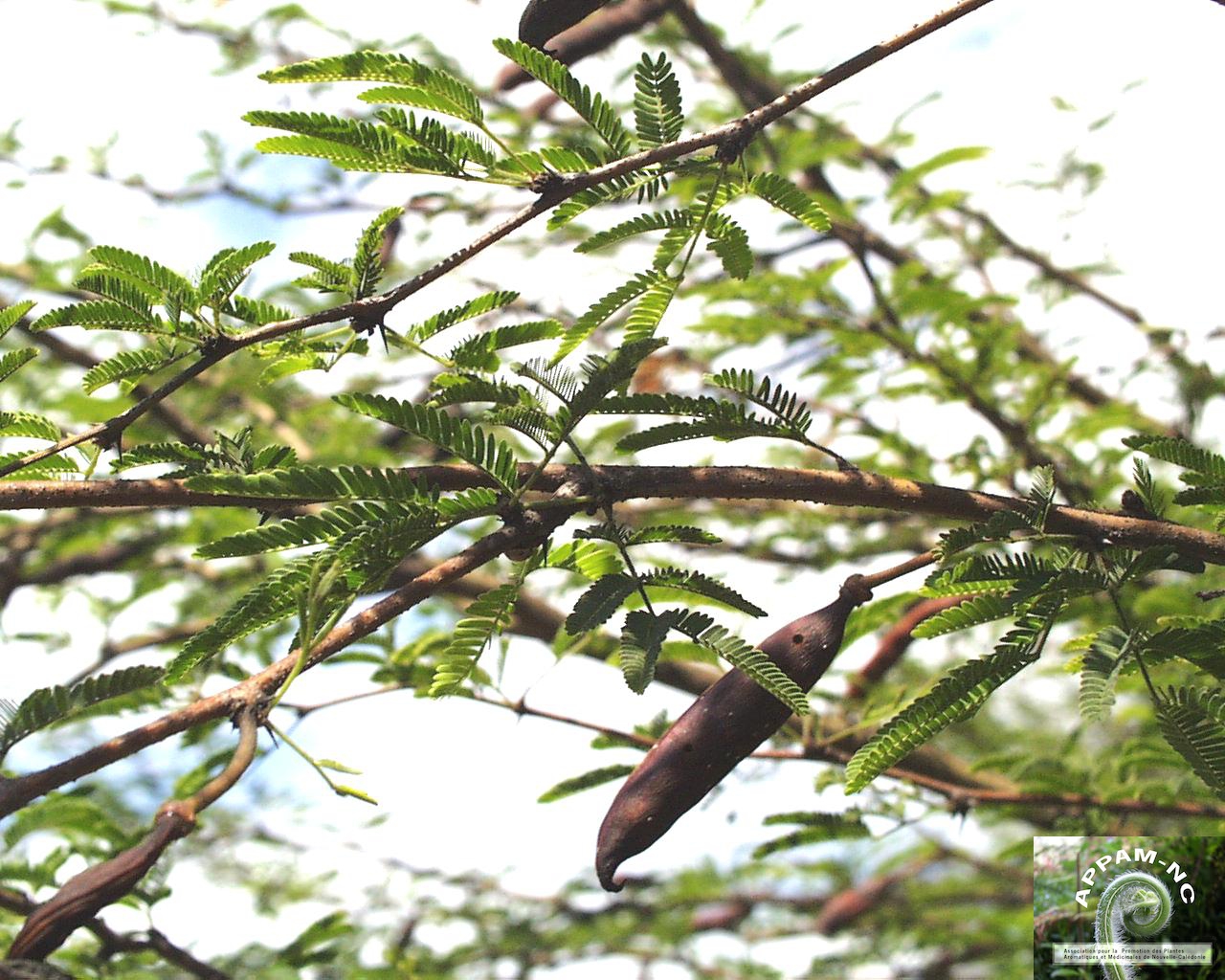 Acacia farnesiana Acacia farnesiana