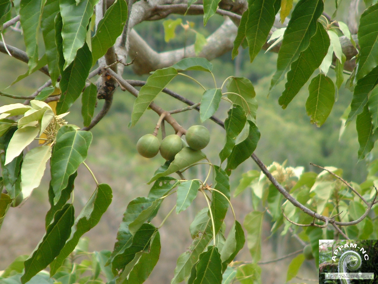 Aleurites moluccana Aleurites moluccana