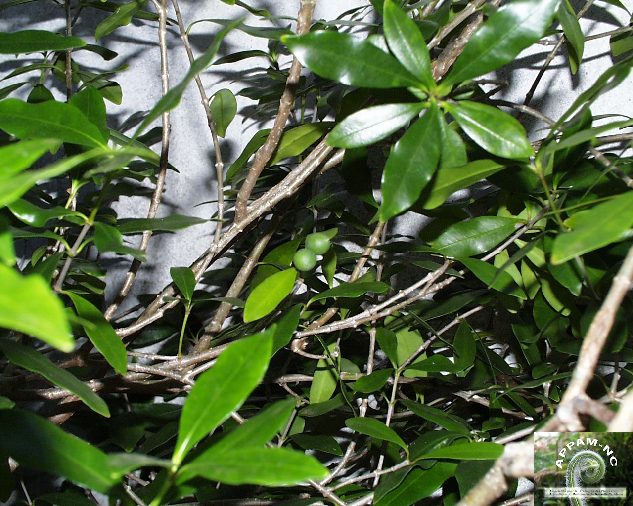 Alyxia stellata