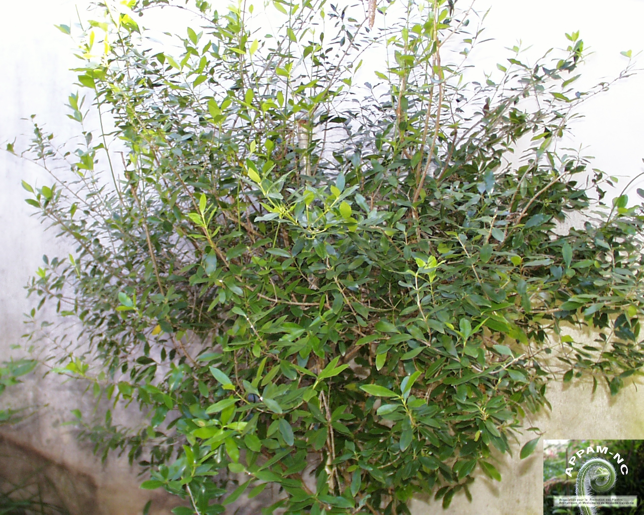 Alyxia stellata