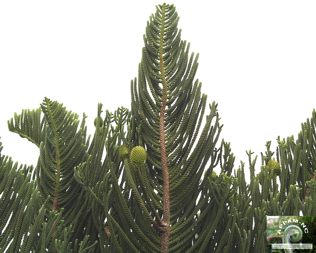 Araucaria muelleri Araucaria muelleri