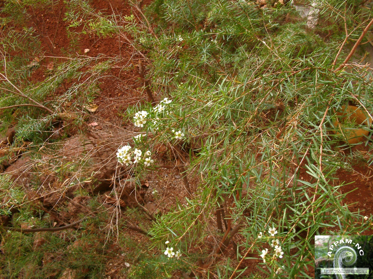 Sannantha leratii