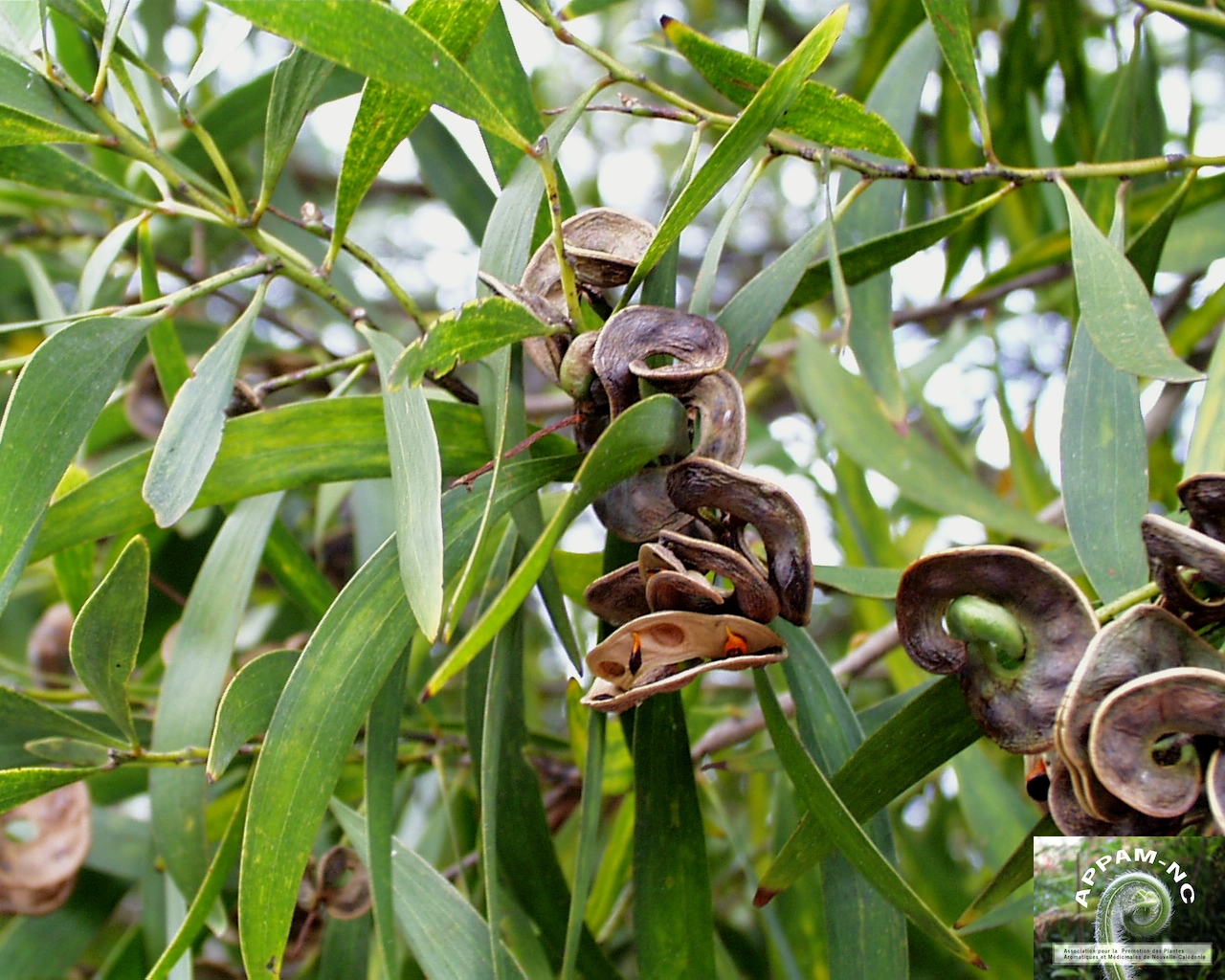 Acacia spirorbis