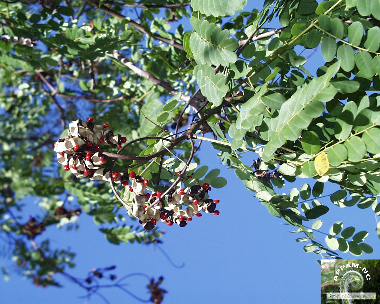 Adenanthera pavonina