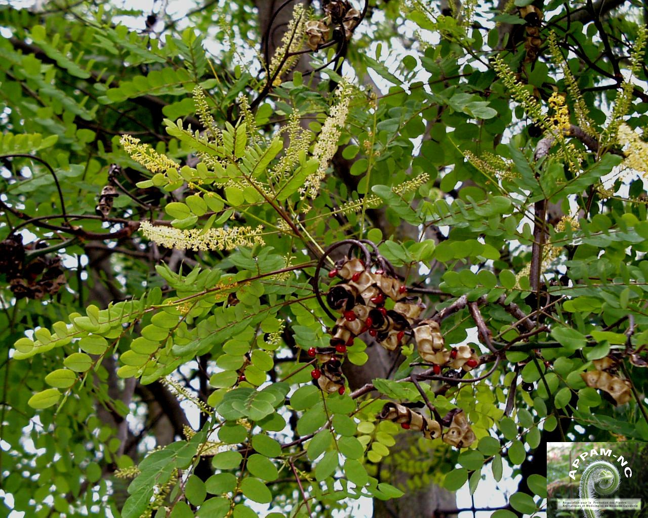 Adenanthera pavonina