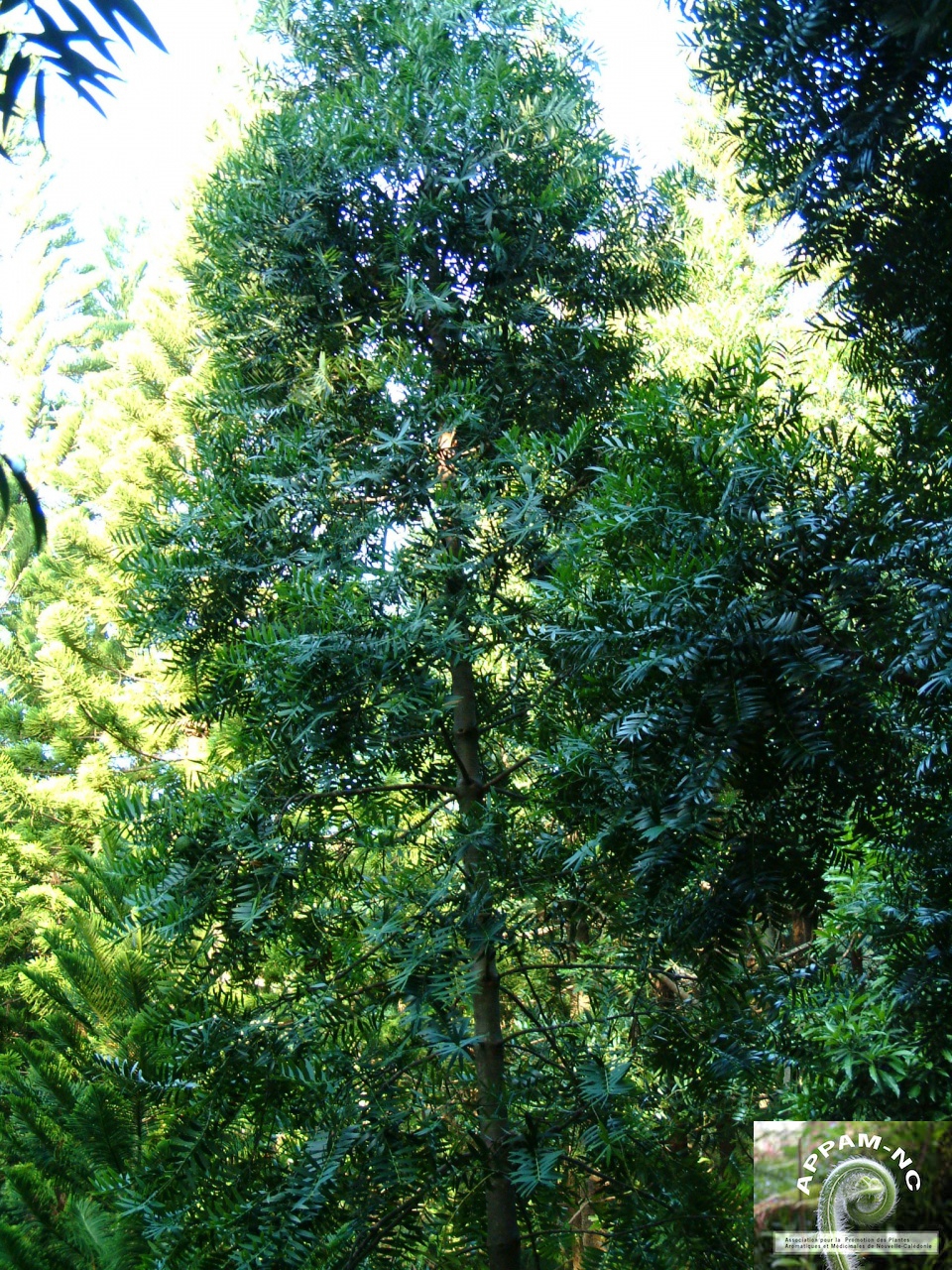 Agathis lanceolata