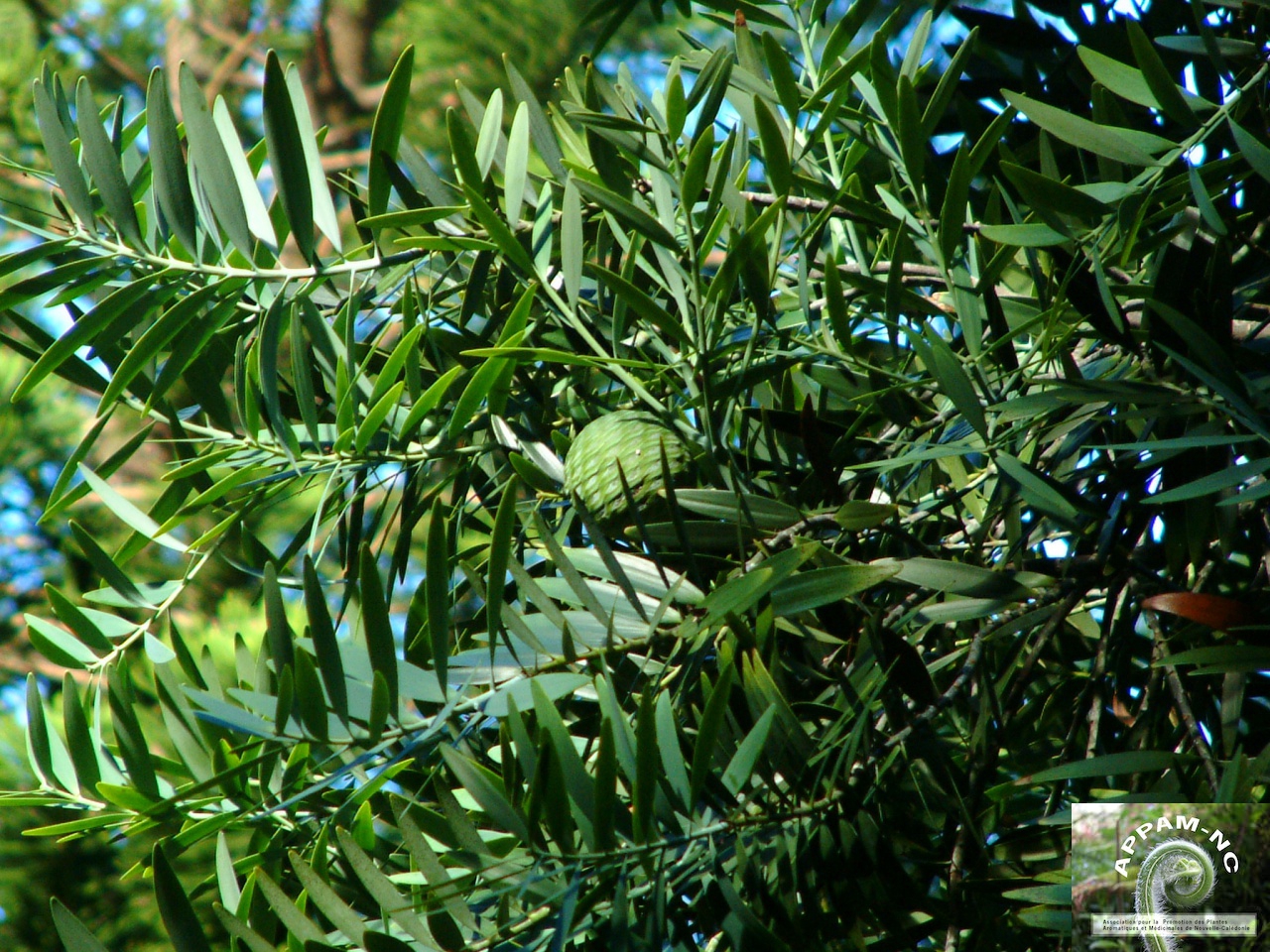 Agathis lanceolata Agathis lanceolata